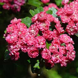 Aubépine à fleurs rouges 'Paul's Scarlet' / Crataegus laevigata Paul s Scarlet